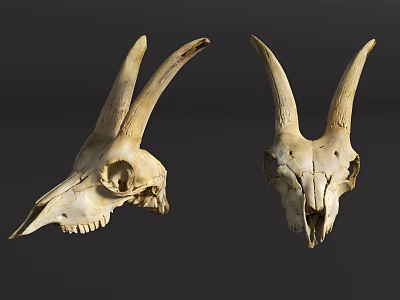 Natural Animal Skull Wall Decor with Long Curved Horns for Decorative Hanging 3d model