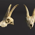 Natural Animal Skull Wall Decor with Long Curved Horns for Decorative Hanging