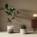 Bonsai Potted Plants With Fiddle Leaf Fig And Green Plant In Textured White Pots Indoor Beige Wall Wooden Cabinet Table Lamp