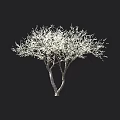Leafless Tree With Double Trunk And Human Silhouette On Black Background 3d model