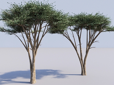 modern plant arbor tall tree landscape tree big tree 3d model