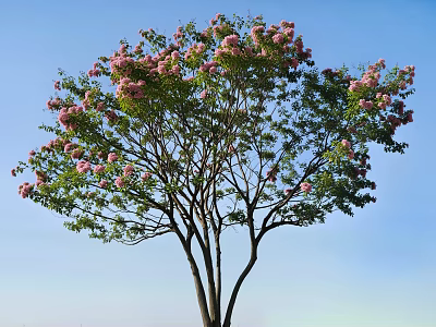 Lush Pink Flowering Tree with Spreading Branches Against Clear Blue Sky 3d model