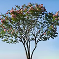 Lush Pink Flowering Tree with Spreading Branches Against Clear Blue Sky