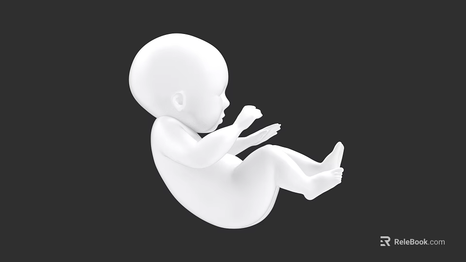 Woman's Fetal Model in White Color on Black Background 3d model 