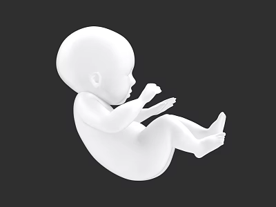 Woman's Fetal Model in White Color on Black Background 3d model