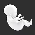 Woman's Fetal Model in White Color on Black Background