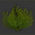 3D Rendered Green Fern Plant Showcasing Lush Feathery Leaves And Vibrant Foliage