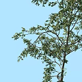 Tall Healthy Arbor With Lush Green Foliage And Thick Branches Against Clear Blue Sky