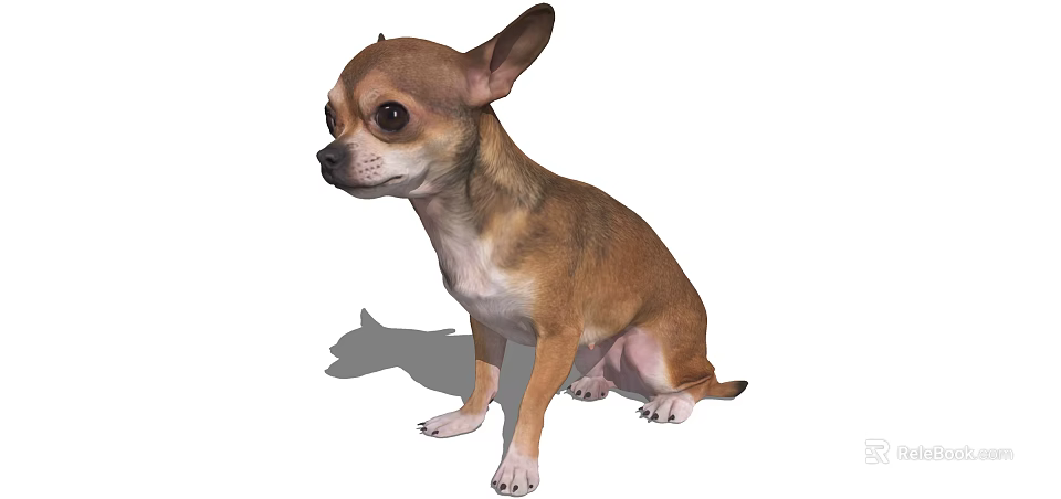 Cute Brown And White Chihuahua Dog Sitting Calmly On White Background 3d model 