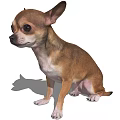 Cute Brown And White Chihuahua Dog Sitting Calmly On White Background