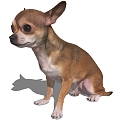 Modern Dog Animal Dog 3d model