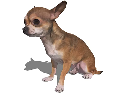 Cute Brown And White Chihuahua Dog Sitting Calmly On White Background 3d model