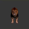 Realistic 3D Rendered Lion With Reddish Brown Mane Standing On Shiny Black Background