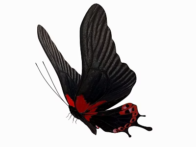 Black And Red Butterfly Displaying Large Wings And Bright Red Spots Isolated On White Background 3d model