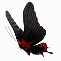Black And Red Butterfly Displaying Large Wings And Bright Red Spots Isolated On White Background