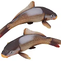 Two Brown And White Koi Fish With Shiny Scales And Red Tails Swimming