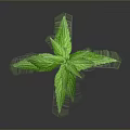 Green Plant With Slender Stem And Multiple Leaves On Gray Background