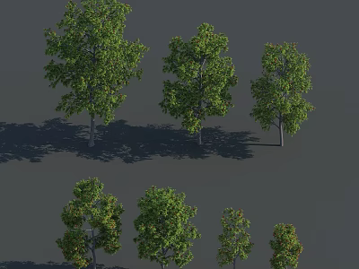 Different Sizes of Green Leafy Trees with Trunks and Shadows on Gray Background 3d model