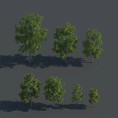 Different Sizes of Green Leafy Trees with Trunks and Shadows on Gray Background 3d model
