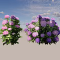 Lush Hydrangea Shrubs With Purple And Pink Flowers And Green Leaves