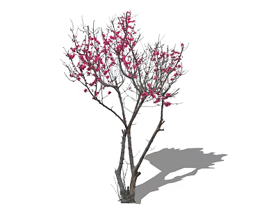 Ornamental Arbor with Pink Flowers Slender Branches and Ground Shadow 3d model