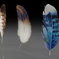Colorful Decorative Feathers With Brown White And Blue Patterns On Gray Background 3d model