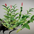 Green Plant Featuring Red Flower Spikes Lush Green Leaves and Bushy Foliage