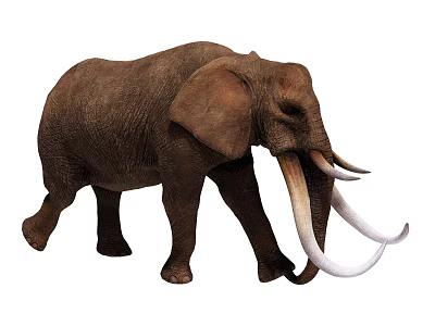 Brown African Elephant With Long White Tusks Walking On White Background 3d model