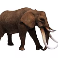 Brown African Elephant With Long White Tusks Walking On White Background