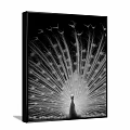 Black and White Peacock Animal Painting with Spread Tail Wall Decor