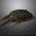 Turtle With Black And Orange Patterned Shell Spotted Head And Limbs On Dark Background 3d model