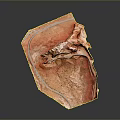 3D Rendered Human Heart Anatomy Model With Detailed Vascular Structure And Muscle Tissue