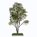 Lush Green Arbor with Thick Trunk and Spreading Branches on Grass Base