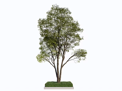 Lush Green Arbor with Thick Trunk and Spreading Branches on Grass Base 3d model