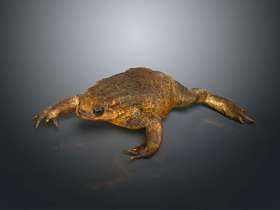 Brown Toad With Rough Bumpy Skin On Dark Reflective Surface 3d model