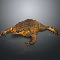 Brown Toad With Rough Bumpy Skin On Dark Reflective Surface