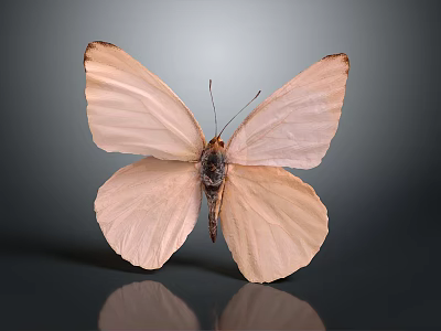Light Pink Butterfly with Spread Wings on Dark Background and Reflection 3d model