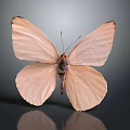 Light Pink Butterfly with Spread Wings on Dark Background and Reflection