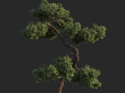Lush Green Pine Tree With Curved Trunk Twisted Branches And Dense Foliage 3d model