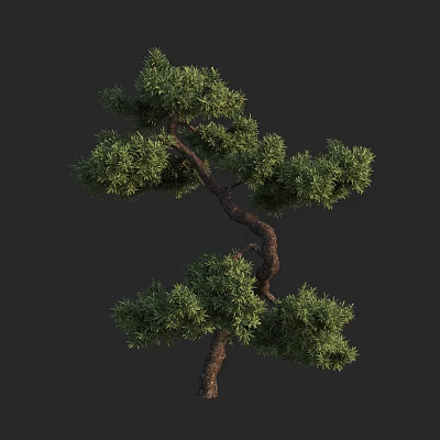 Lush Green Pine Tree With Curved Trunk Twisted Branches And Dense Foliage 3d model