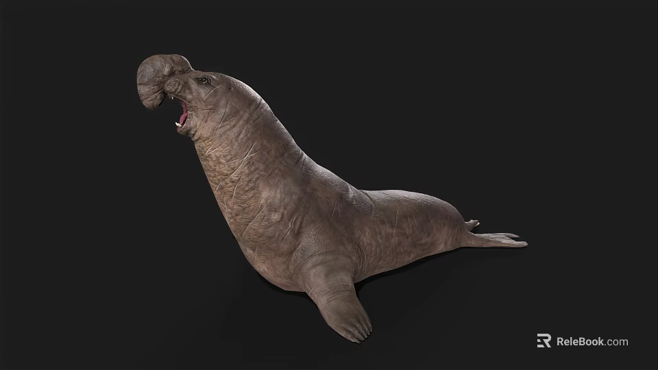 Walrus Aquatic Animal With Open Mouth And Wrinkled Skin In Resting Pose 3d model 