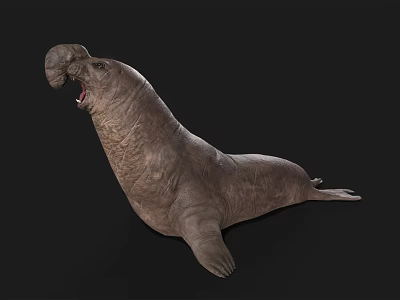 Walrus Aquatic Animal With Open Mouth And Wrinkled Skin In Resting Pose 3d model