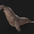 Walrus Aquatic Animal With Open Mouth And Wrinkled Skin In Resting Pose