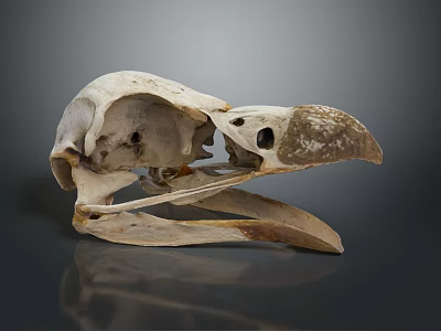 Bird Skull Organ Structure With Beak And Bone Details On Dark Background 3d model