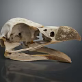 Bird Skull Organ Structure With Beak And Bone Details On Dark Background 3d model