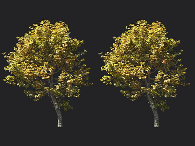 Two Arbor Trees With Yellow Green Leaves On Black Background 3d model