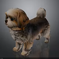Fluffy Brown And White Shih Tzu Puppy Standing On Shiny Dark Floor