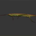 Colorful Stick Insect With Green And Red Body Long Slender Antennae On Grey Background