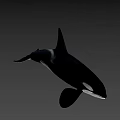 Realistic 3D Orca Model With Black And White Coloration And Detailed Fins