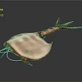 Detailed Horseshoe Crab Body Structure With Carapace Telson Legs And Antennae